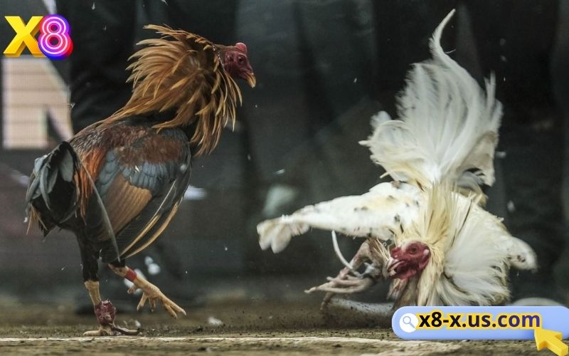 Đá gà X8 sới gà online uy tín, trực tiếp Thomo và Campuchia 1 đá gà X8