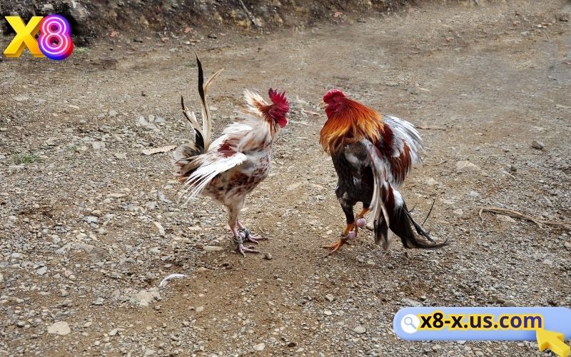 Đá gà X8 sới gà online uy tín, trực tiếp Thomo và Campuchia 2 Hai chiến kê tung đòn quyết định trong trận cá cược